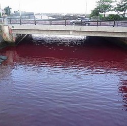 Ngeri! Sungai di Jepang Berubah Jadi 'Darah', Ini Penyebabnya