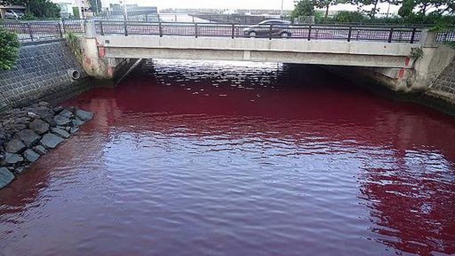 This handout photo taken and released by the 11th Regional Coast Guard Headquarters on June 27, 2023 shows a river dyed red after coolant used in equipment to help with beer-making leaked into the water from the nearby beer brewery in the city of Nago, Okinawa prefecture. (Photo by Handout / The 11th Regional Coast Guard Headquarters / AFP) / -----EDITORS NOTE --- RESTRICTED TO EDITORIAL USE - MANDATORY CREDIT