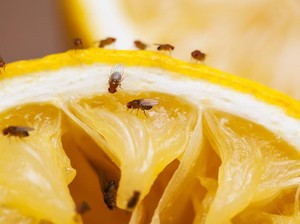 3 Penyebab Lalat Sering Muncul di Rumah dan Cara Cegahnya