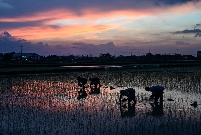 Menghindari suhu panas, petani di Vietnam menanam padi di malam hari. (AFP/NHAC NGUYEN) Menghindari suhu panas, petani di Vietnam menanam padi di malam hari. (AFP/NHAC NGUYEN)