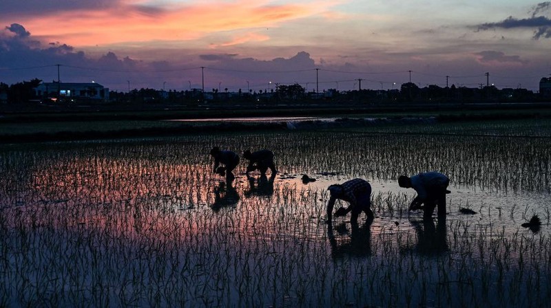 Menghindari suhu panas, petani di Vietnam menanam padi di malam hari. (AFP/NHAC NGUYEN)