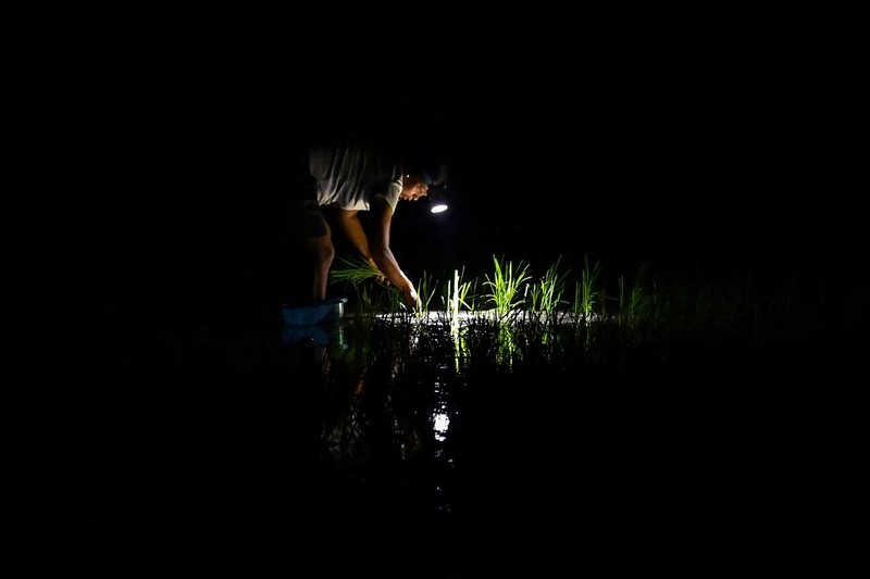 Menghindari suhu panas, petani di Vietnam menanam padi di malam hari. (AFP/NHAC NGUYEN)