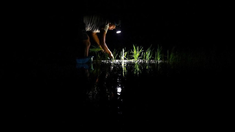 Menghindari suhu panas, petani di Vietnam menanam padi di malam hari. (AFP/NHAC NGUYEN)
