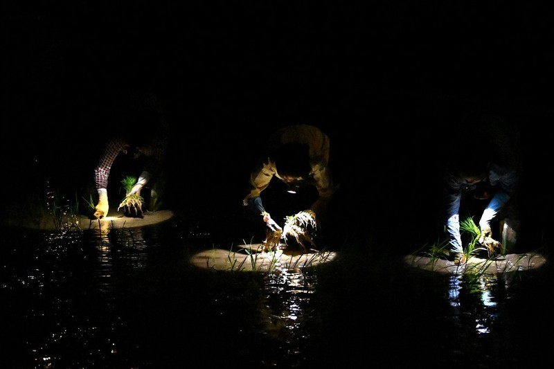 Menghindari suhu panas, petani di Vietnam menanam padi di malam hari. (AFP/NHAC NGUYEN) Menghindari suhu panas, petani di Vietnam menanam padi di malam hari. (AFP/NHAC NGUYEN)