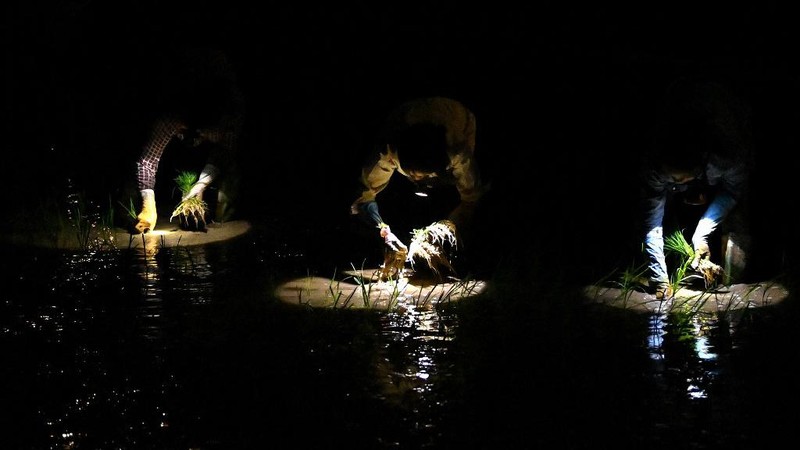 Menghindari suhu panas, petani di Vietnam menanam padi di malam hari. (AFP/NHAC NGUYEN)