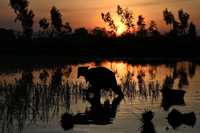 Menghindari suhu panas, petani di Vietnam menanam padi di malam hari. (AFP/NHAC NGUYEN) Menghindari suhu panas, petani di Vietnam menanam padi di malam hari. (AFP/NHAC NGUYEN)