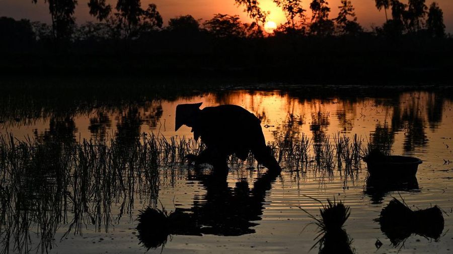 Menghindari suhu panas, petani di Vietnam menanam padi di malam hari. (AFP/NHAC NGUYEN)