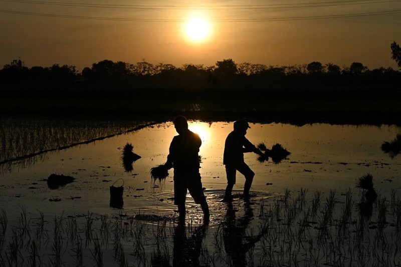 Menghindari suhu panas, petani di Vietnam menanam padi di malam hari. (AFP/NHAC NGUYEN) Menghindari suhu panas, petani di Vietnam menanam padi di malam hari. (AFP/NHAC NGUYEN)