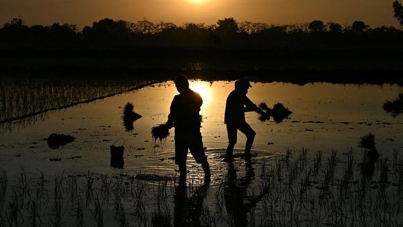 Menghindari suhu panas, petani di Vietnam menanam padi di malam hari. (AFP/NHAC NGUYEN)