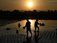 Tanda 'Kiamat'? Petani Vietnam Kini Menanam Padi Malam Hari