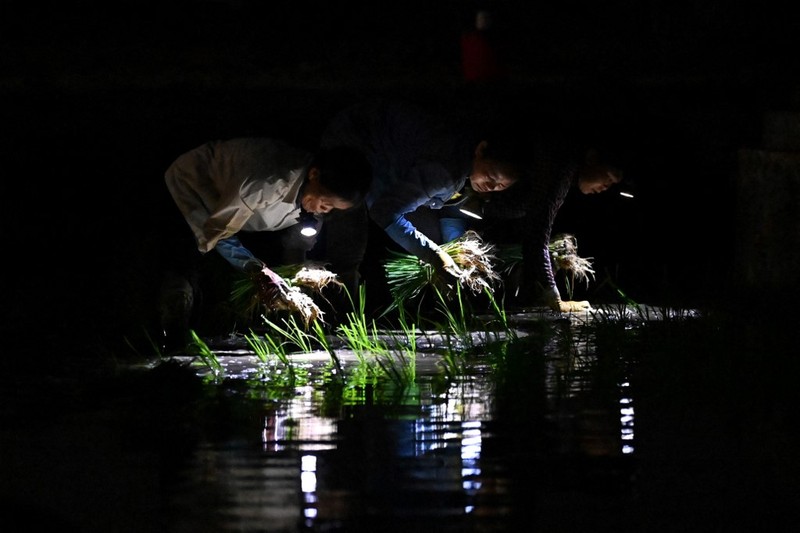 Seekor burung gagak berenang di air mancur saat hari panas di Bengaluru, Karnataka, India. (REUTERS/Navesh Chitrakar)