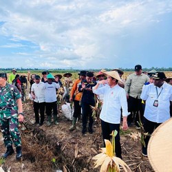 Dapat Kritik PDIP,  Food Estate Diperlukan RI, Kenapa?