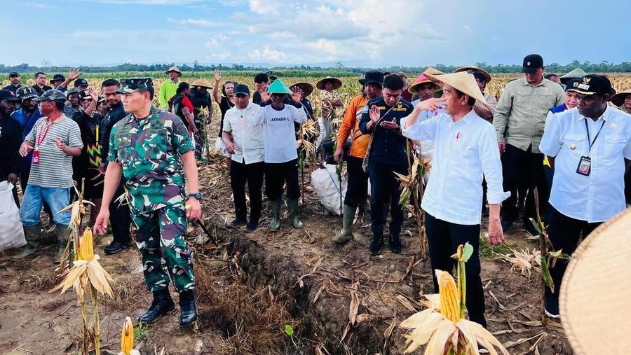 Presiden Jokowi panen jagung di Food Estate di Kabupaten Keerom, Papua. (Dok. Laily Rachev - Biro Pers Sekretariat Presiden)
