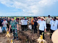 Dapat Kritik PDIP,  Food Estate Diperlukan RI, Kenapa?