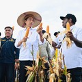 Jokowi Dibuat Kaget, Jagung dari Papua Ternyata 'Raksasa'