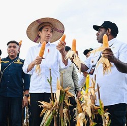 Jokowi Dibuat Kaget, Jagung dari Papua Ternyata 'Raksasa'
