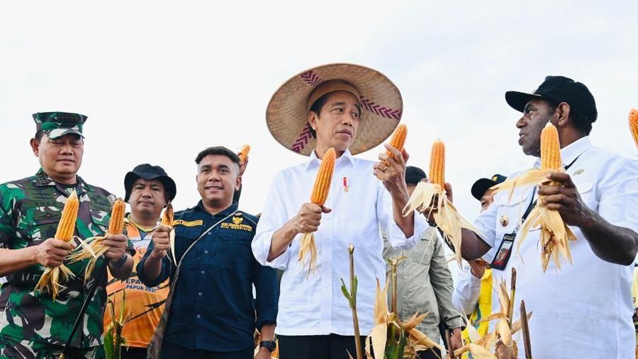 Presiden Jokowi panen jagung di Food Estate di Kabupaten Keerom, Papua. (Dok. Laily Rachev - Biro Pers Sekretariat Presiden)