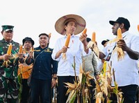 Jokowi Dibuat Kaget, Jagung dari Papua Ternyata 'Raksasa'