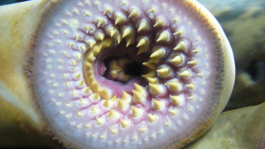 Sea lamprey atau belut vampir asal benua Amerika bagian utara.