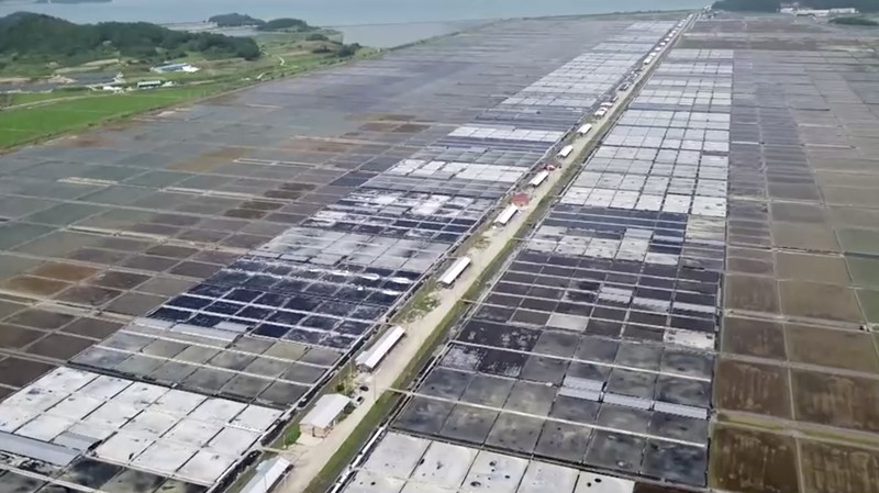 Warga Korea Selatan mulai menimbun garam laut dan barang-barang lainnya dalam jumlah berlebihan. Warga Korea Selatan mulai menimbun garam laut dan barang-barang lainnya dalam jumlah berlebihan. (Tangkapan Layar Video Reuters/E-BRIEFING / SHINAN COUNTY HANDOUT / FOREIGN POOL)