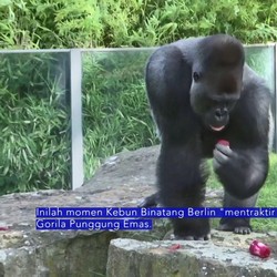 Gorila ditraktir Eskrim, Gegara Suhu Terlalu Panas