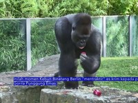 Gorila ditraktir Eskrim, Gegara Suhu Terlalu Panas