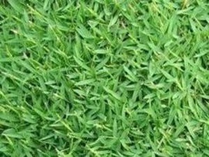 Rumput Sintetis: Jenis, Cara Perawatan, Kekurangan dan Kelebihan