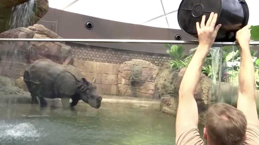 Sejumlah gorila di kebun binatang Berlin, Jerman diberikan sebuah eskrim ditengah suhu udara yang terus meningkat menyentuh 30 derajat Celsius pada akhir pekan. (Tangkapan Layar Video Reuters)