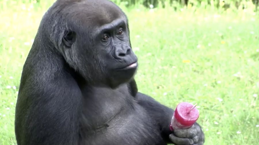 Sejumlah gorila di kebun binatang Berlin, Jerman diberikan sebuah eskrim ditengah suhu udara yang terus meningkat menyentuh 30 derajat Celsius pada akhir pekan. (Tangkapan Layar Video Reuters)