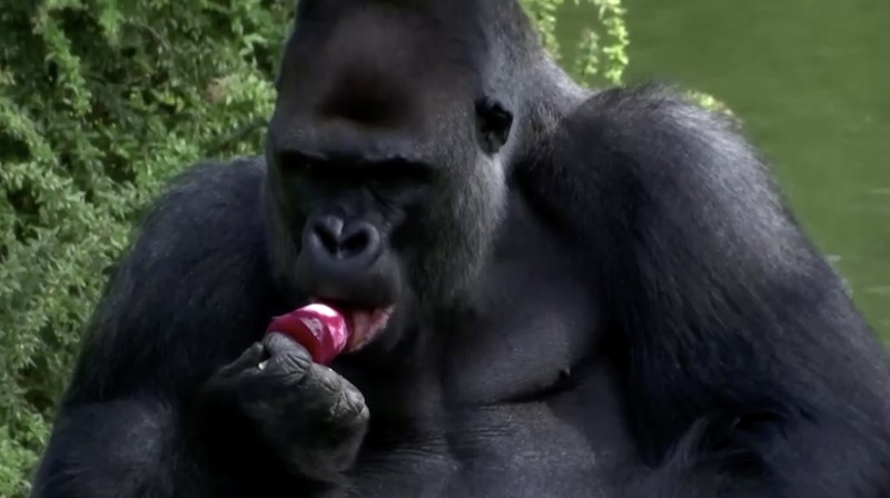 Sejumlah gorila di kebun binatang Berlin, Jerman diberikan sebuah eskrim ditengah suhu udara yang terus meningkat menyentuh 30 derajat Celsius pada akhir pekan. (Tangkapan Layar Video Reuters)