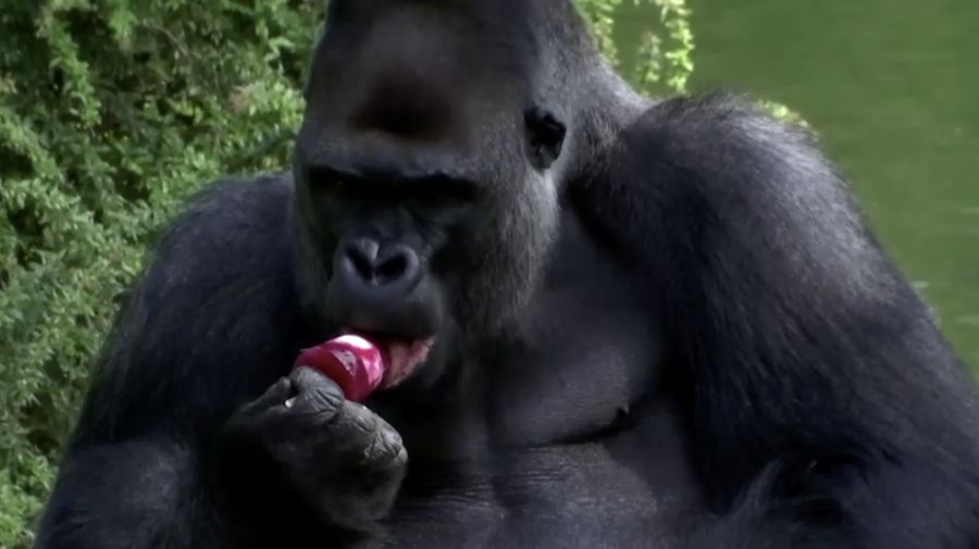 Sejumlah gorila di kebun binatang Berlin, Jerman diberikan sebuah eskrim ditengah suhu udara yang terus meningkat menyentuh 30 derajat Celsius pada akhir pekan. (Tangkapan Layar Video Reuters)