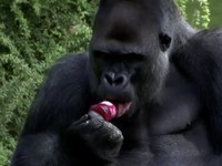 Potret Gorila Jerman Hadapi Cuaca Panas dengan Makan Es Krim