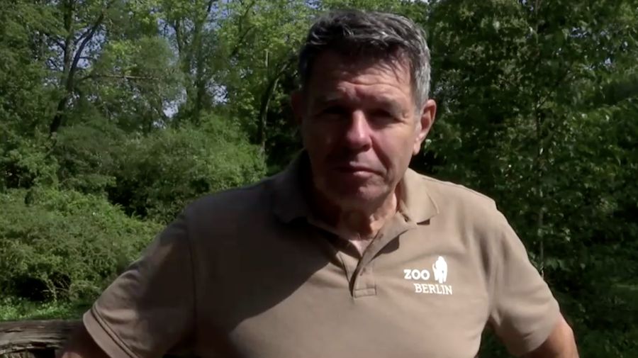 Sejumlah gorila di kebun binatang Berlin, Jerman diberikan sebuah eskrim ditengah suhu udara yang terus meningkat menyentuh 30 derajat Celsius pada akhir pekan. (Tangkapan Layar Video Reuters)
