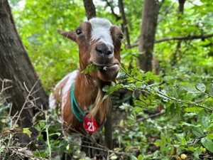 Kambing Dapat Mengetahui Perasaanmu Lho