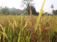 Petani Tanjung Raja Rasakan Manfaat Pupuk Organik dari PTBA