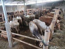 Daftar Harga Sapi dan Kambing Kurban di NTB dan NTT Jelang Idul Adha 2025 Daftar Harga Sapi dan Kambing Kurban di NTB dan NTT Jelang Idul Adha 2025