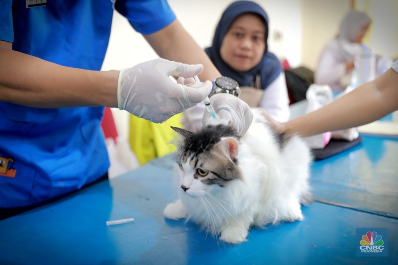 Warga membawa hewan peliharaanya untuk menjalani proses vaksin rabies untuk klasifikasi hewan anjing, kucing, dan kera oleh Suku Dinas Ketahanan Pangan, Kelautan dan Pertanian (Sudin KPKP) Jakarta Timur secara gratis di Kuningan Mampang, Jakarta Selatan Rabu (12/7/2023). (CNBC Indonesia/Muhammad Sabki) Warga membawa hewan peliharaanya untuk menjalani proses vaksin rabies untuk klasifikasi hewan anjing, kucing, dan kera oleh Suku Dinas Ketahanan Pangan, Kelautan dan Pertanian (Sudin KPKP) Jakarta Timur secara gratis di Kuningan Mampang, Jakarta Selatan Rabu (12/7/2023). (CNBC Indonesia/Muhammad Sabki)