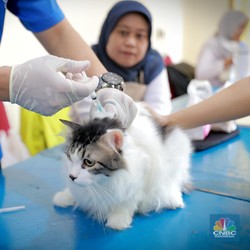 Potret Anabul Gemas Ikuti Program Vaksin Rabies Gratis