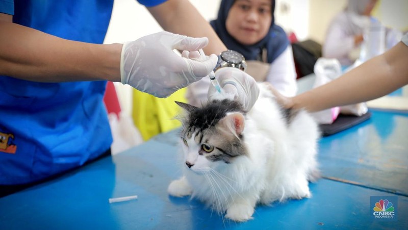 Warga membawa hewan peliharaanya untuk menjalani proses vaksin rabies untuk klasifikasi hewan anjing, kucing, dan kera oleh Suku Dinas Ketahanan Pangan, Kelautan dan Pertanian (Sudin KPKP) Jakarta Timur secara gratis di Kuningan Mampang, Jakarta Selatan Rabu (12/7/2023). (CNBC Indonesia/Muhammad Sabki)