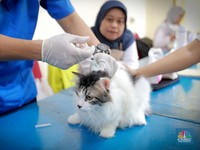 Potret Anabul Gemas Ikuti Program Vaksin Rabies Gratis