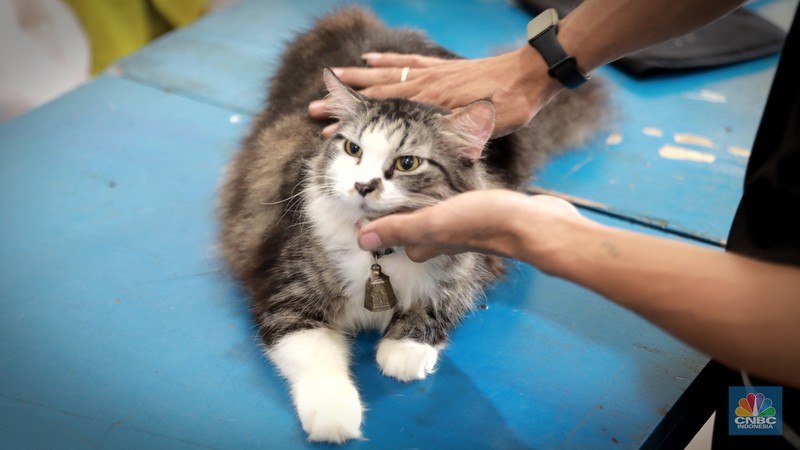 Warga membawa hewan peliharaanya untuk menjalani proses vaksin rabies untuk klasifikasi hewan anjing, kucing, dan kera oleh Suku Dinas Ketahanan Pangan, Kelautan dan Pertanian (Sudin KPKP) Jakarta Timur secara gratis di Kuningan Mampang, Jakarta Selatan Rabu (12/7/2023). (CNBC Indonesia/Muhammad Sabki) Warga membawa hewan peliharaanya untuk menjalani proses vaksin rabies untuk klasifikasi hewan anjing, kucing, dan kera oleh Suku Dinas Ketahanan Pangan, Kelautan dan Pertanian (Sudin KPKP) Jakarta Timur secara gratis di Kuningan Mampang, Jakarta Selatan Rabu (12/7/2023). (CNBC Indonesia/Muhammad Sabki)