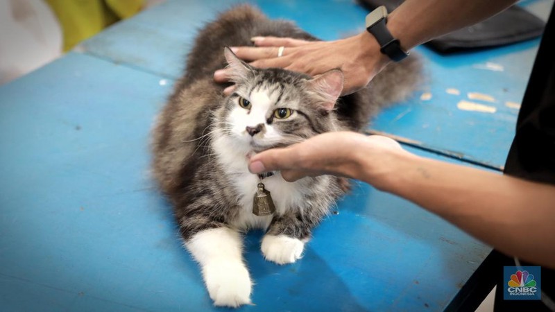 Warga membawa hewan peliharaanya untuk menjalani proses vaksin rabies untuk klasifikasi hewan anjing, kucing, dan kera oleh Suku Dinas Ketahanan Pangan, Kelautan dan Pertanian (Sudin KPKP) Jakarta Timur secara gratis di Kuningan Mampang, Jakarta Selatan Rabu (12/7/2023). (CNBC Indonesia/Muhammad Sabki)