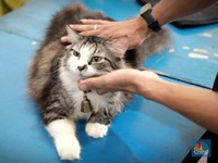 Kucing Peliharaan Sering Berpura-pura Tidur, Ini Alasannya