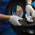 Petaka Baru Hantam Amerika, 6 Orang Tewas Dibunuh Virus Mematikan