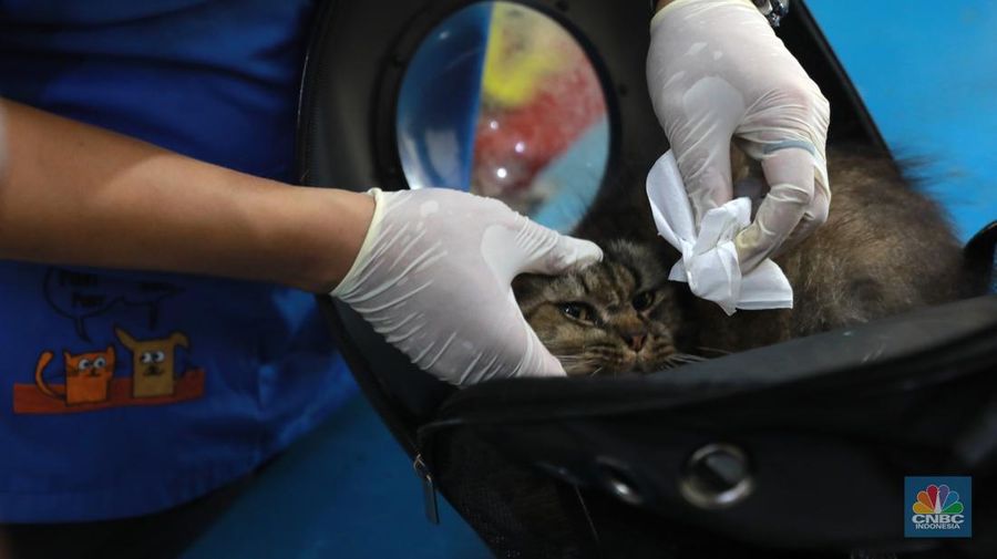 Warga membawa hewan peliharaanya untuk menjalani proses vaksin rabies untuk klasifikasi hewan anjing, kucing, dan kera oleh Suku Dinas Ketahanan Pangan, Kelautan dan Pertanian (Sudin KPKP) Jakarta Timur secara gratis di Kuningan Mampang, Jakarta Selatan Rabu (12/7/2023). (CNBC Indonesia/Muhammad Sabki)