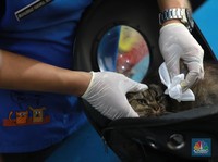 Petaka Baru Hantam Amerika, 6 Orang Tewas Dibunuh Virus Mematikan