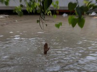 Potret 'Dunia Tenggelam', China-India-Jepang-Korsel-AS Banjir