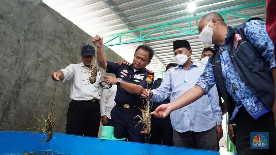 Kementerian Kelautan dan Perikanan (KKP) telah mengindentifikasi pola penyelundupan benih bening lobster (BBL) yang akan dikirim ke luar negeri secara ilegal dari sejumlah tempat di Indonesia. (CNBC Indonesia/Martyasari Rizky)