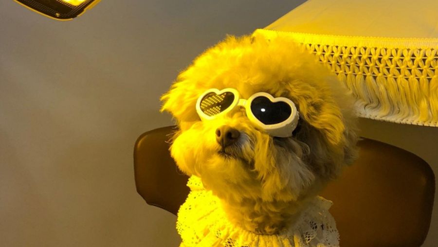 Seekor anjing peliharaan menerima perawatan kulit laser di La Peau Claire di Cheongdam, Seoul. (La Peau Claire)