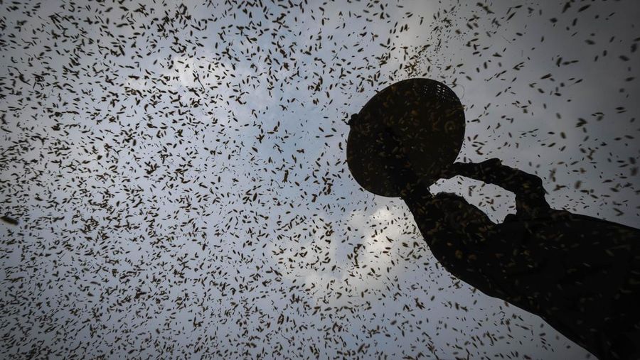 A farmer harvests rice crop in a paddy field on the outskirts of Guwahati, India, Tuesday, June 6, 2023. Experts are warning that rice production across South and Southeast Asia is likely to suffer with the world heading into an El Nino. (AP Photo/Anupam Nath)